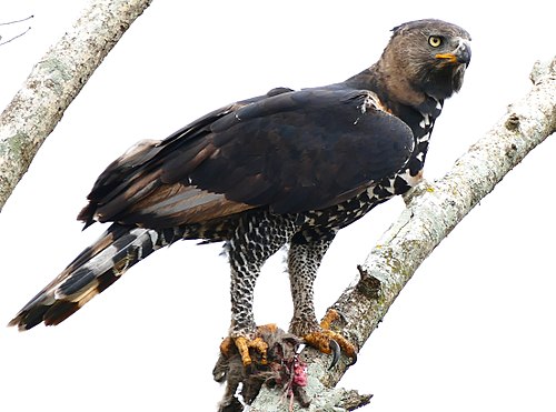 Crowned eagle